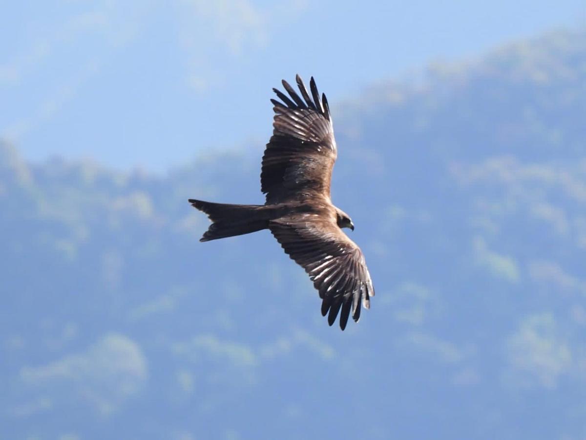 Es Deurali Resort Pokhara Exteriör bild